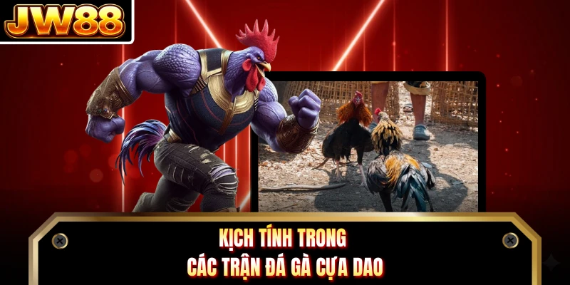 Kịch tính trong các trận đá gà cựa dao